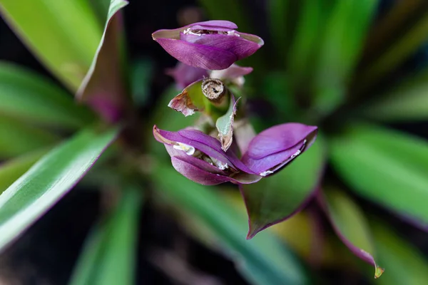 Eine Ungewöhnliche Lila Blume Unserem Garten — Stockfoto