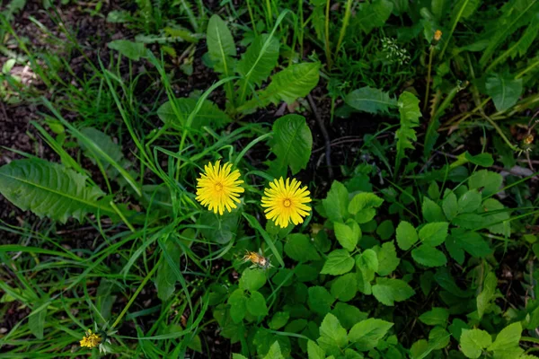 庭には黄色いタンポポが２つ — ストック写真