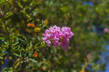 Yakın plan bir dalda çiçek açan beyaz leylak..