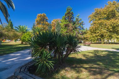 Parkta çiçek açan palmiye ağacı.