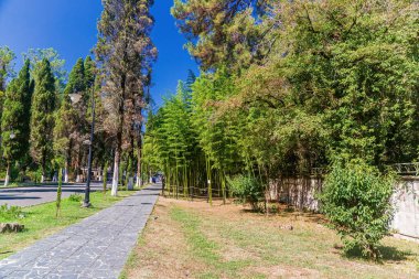 Kafkasya 'daki bir eğlence parkında bambu koruluğu..