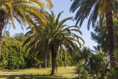 Kafkasya 'daki parkta egzotik palmiye ağaçları.