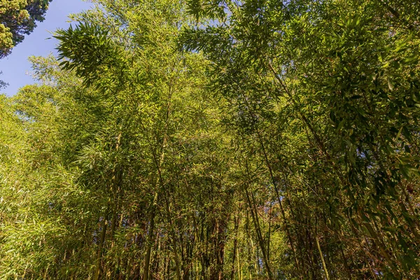 Бамбуковая Роща Парке Отдыха — стоковое фото
