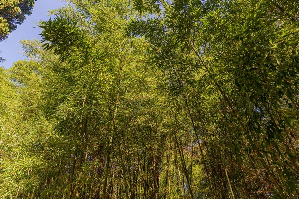 Bambushain Freizeitpark — Stockfoto