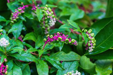 Bahçemizdeki yaşlı çiçekler.