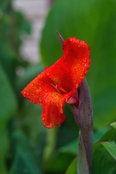 Epätavallinen Punainen Kukka Puutarhassa Sateen Jälkeen — kuvapankkivalokuva
