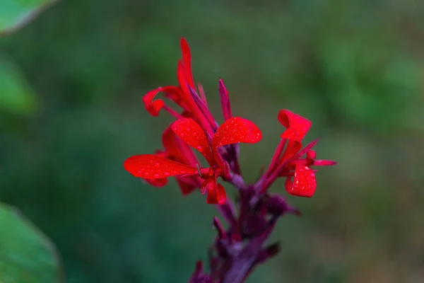 Insolito Fiore Rosso Giardino Foto Stock