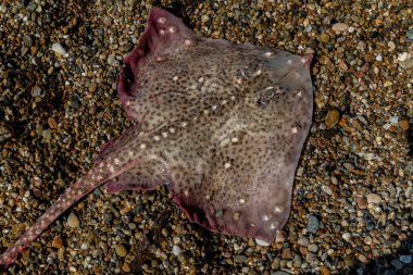 Kiremit plajında büyük bir Stingray.