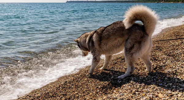 Dog Laika Praia Quer Nadar — Fotografia de Stock