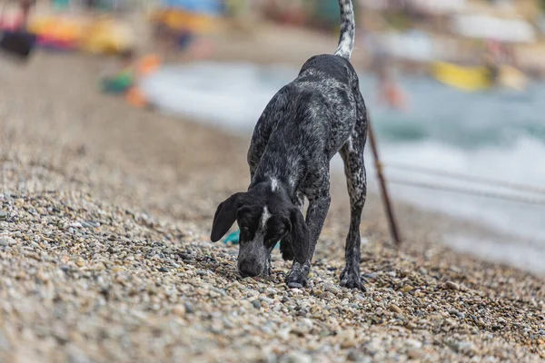 Cão Caça Caminha Uma Praia Telha — Fotografia de Stock