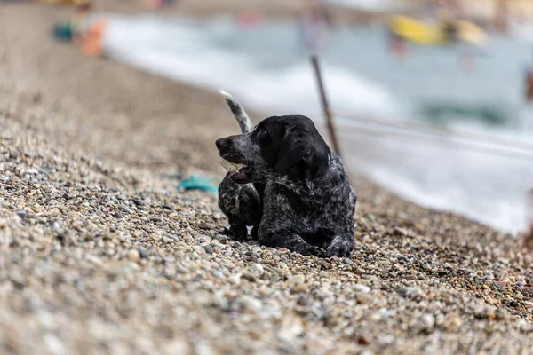 Cão Caça Descansando Praia — Fotografia de Stock