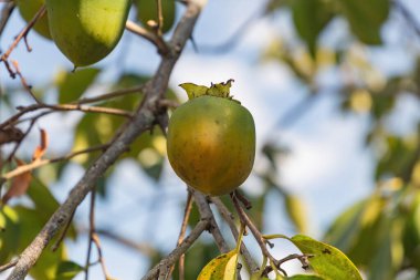 Yakından bir dalda yeşil hurma .