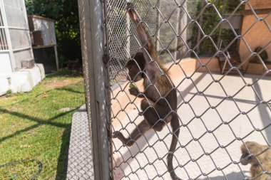 Küçük maymun hayvanat bahçesinde yemek yiyor.