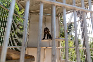 Sıradışı bir maymun hayvanat bahçesindeki fotoğraf çekimine bakıyor..