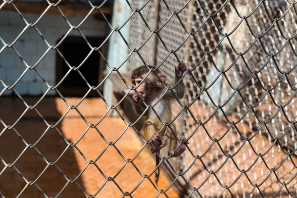 Kleiner Affe Käfig Zoo — Stockfoto