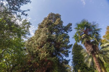 Kafkasya 'daki Botanik Bahçesinde güzel ağaçlar