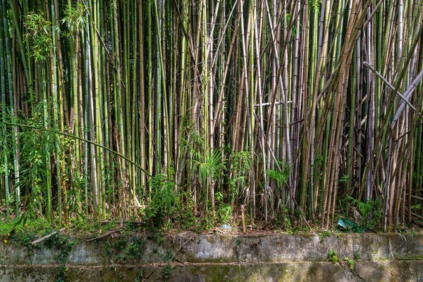 Boschetto Bambù Nell Orto Botanico Del Caucaso — Foto Stock