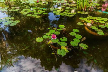 Kafkasya 'daki Botanik Bahçesi' nde yaprakları suyla kaplı pembe ve beyaz zambaklar..