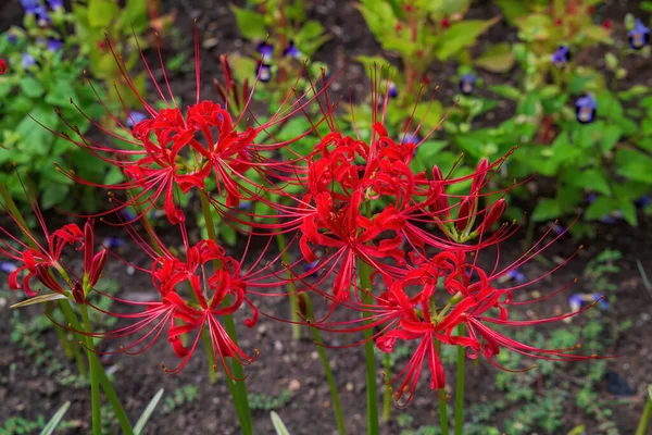 Ungewöhnliche Rote Blüten Aus Nächster Nähe Botanischen Garten — Stockfoto