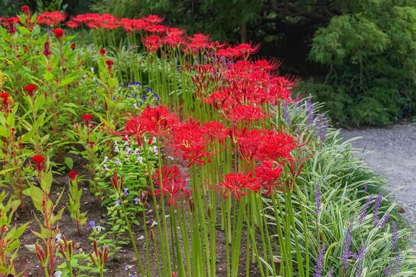 Unusual Red Flowers Botanical Garden — Stock Photo, Image