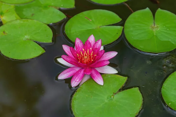 ピンクリリーと水ユリはコーカサスの植物園の近くに残します ロイヤリティフリーのストック写真