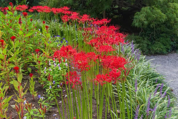 植物園の珍しい赤い花 ストックフォト