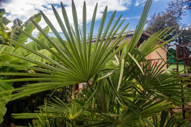 Mavi gökyüzünde palmiye yaprakları.