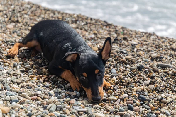 Filhote Cachorro Pequeno Está Descansando Praia — Fotografia de Stock