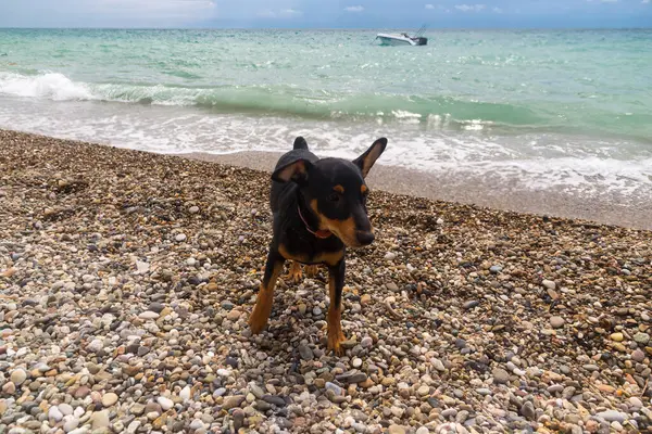 Paisagem Com Cachorro Cachorro Praia Depois Nadar — Fotografia de Stock