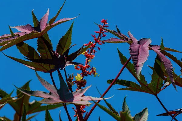 Rote Pflanze Mit Beeren Auf Blauem Himmel — Stockfoto