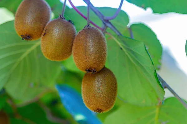 Kiwis Maduros Una Rama Jardín Cerca — Foto de Stock