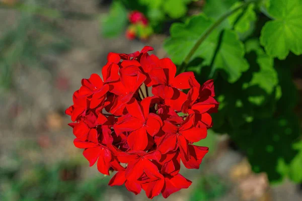 Piros Virág Kertben Közelkép — Stock Fotó
