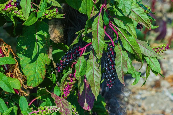 果実がクローズアップされたエルダーベリー植物 ストック画像