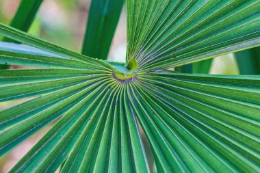 Güzel palmiye yaprakları yakın çekim.