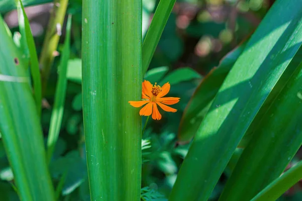 Gelbe Blume Garten — Stockfoto