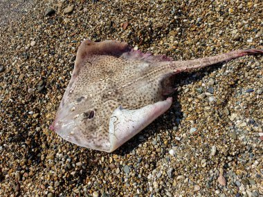 Büyük Stingray sahilde, kayalıklarda..