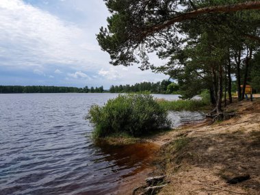Su kenarındaki çalılarla gölün üzerinde yaz manzarası.