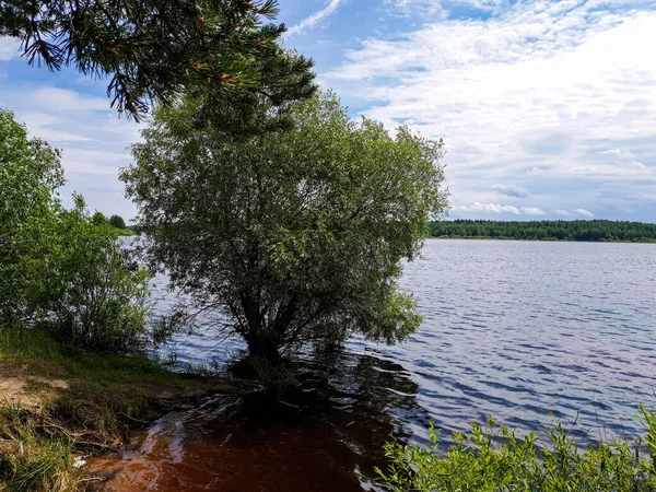 Летний Пейзаж Озере Деревом Воде — стоковое фото