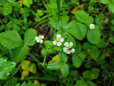 Ormandaki çilek çiçekleri böceklerle kaplıdır..
