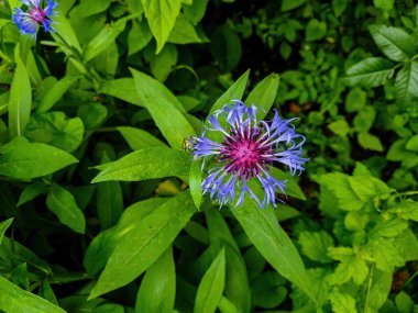 Bahçedeki pofuduk mavi-pembe çiçek