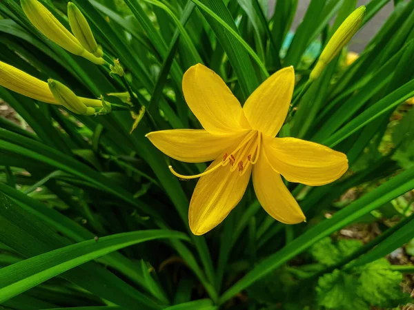 Gelbe Lilie Unserem Garten Aus Nächster Nähe — Stockfoto