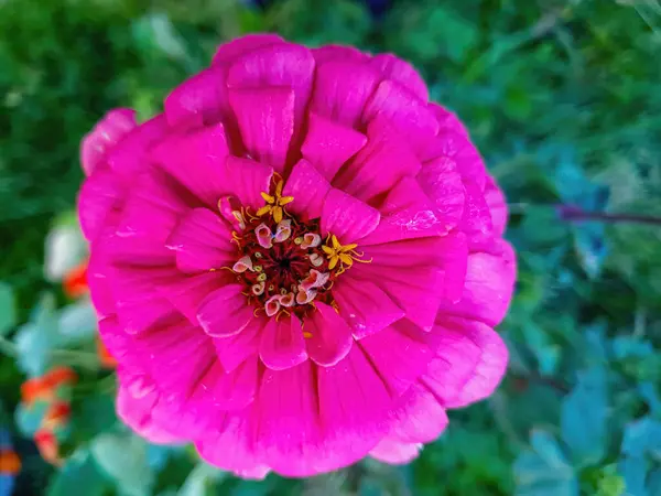 Pembe Kabarık Çiçek Bahçeye Yakın — Stok fotoğraf