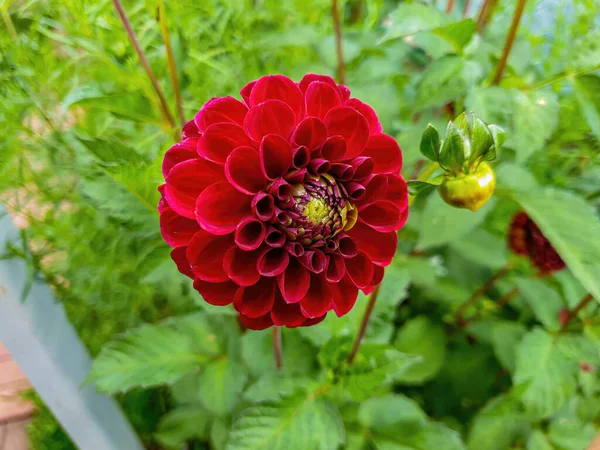 Gros Plan Sur Fleur Rouge Duveteuse Dans Jardin — Photo