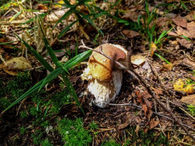Ormanda alışılmadık bir beyaz mantar..