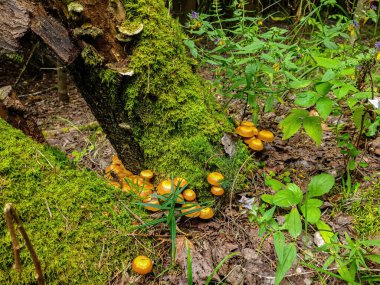 Ormanda bir ağacın altında mantar mantarı.