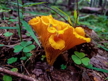 Ormanda mantar mantarı var. Yakın plan..