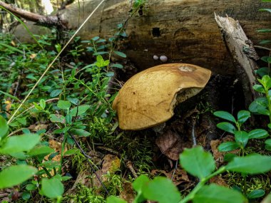 Ormanda mantar mantarı var, ağacın altında..