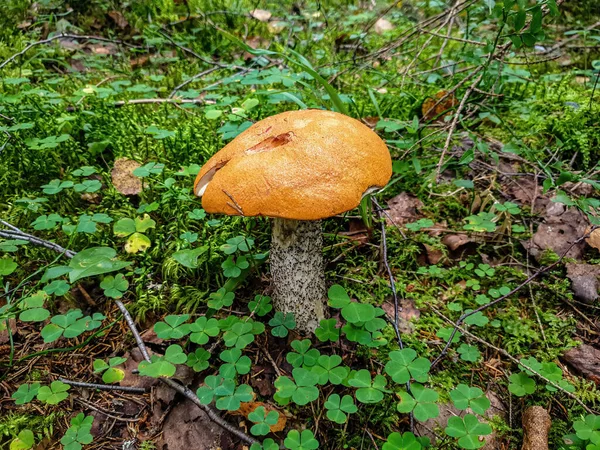 Nagy Gomba Narancs Sapka Boletus Erdőben — Stock Fotó