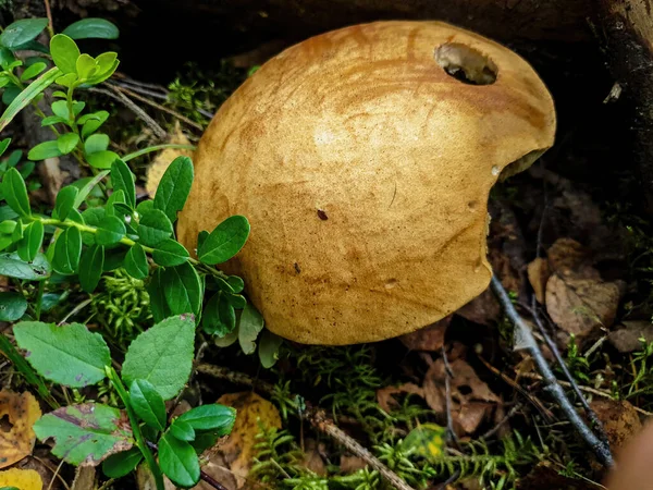 Boletus Grzybowy Wierzchołkiem Lesie Bliska Pod Drzewem — Zdjęcie stockowe