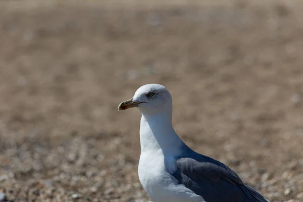 Primer Plano Gaviota Una Playa Guijarros — Foto de Stock